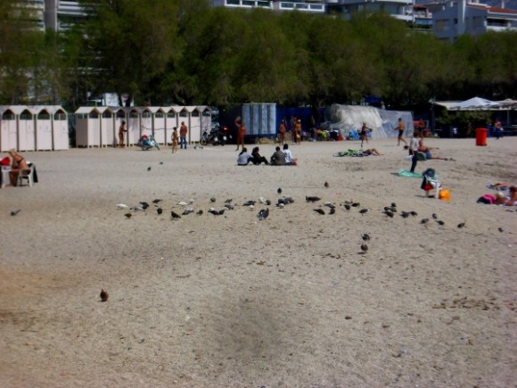 paralia (3)