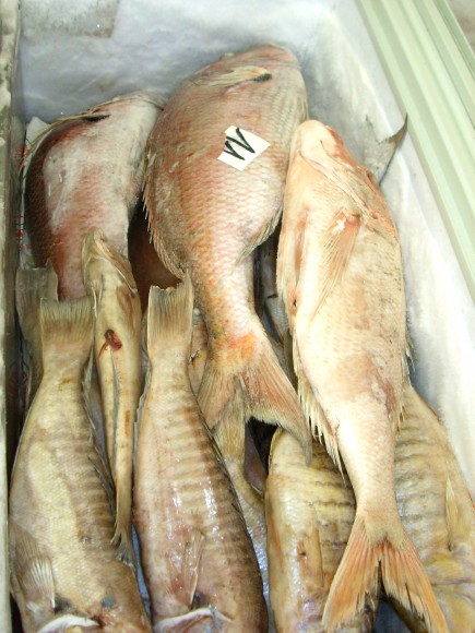 DSCI0299