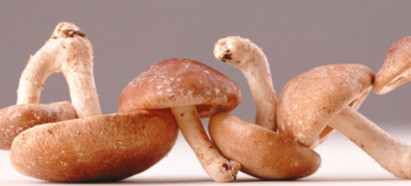 manitaria