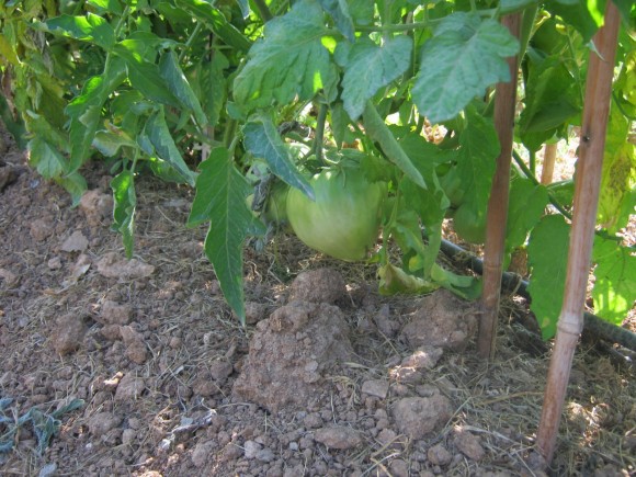 agroskalesma4