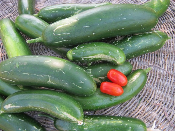 agroskalesma5