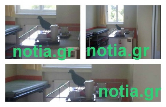 peristerigeito