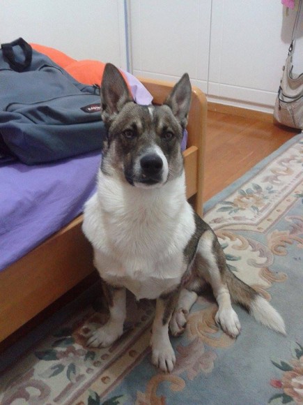 elvis
